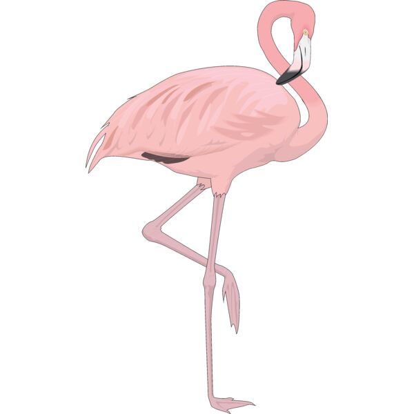Pink flamingo Thumbnail